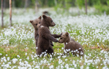 Obraz na płótnie Canvas Brown bear cubs playing on the field among white flowers. Bear Cubs stands on its hind legs. Summer season. Scientific name: Ursus arctos.