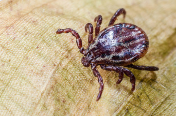 Dangerous parasite mite crawling on a dry leaf