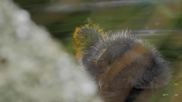 Baby coot bird gets food from attentive parents