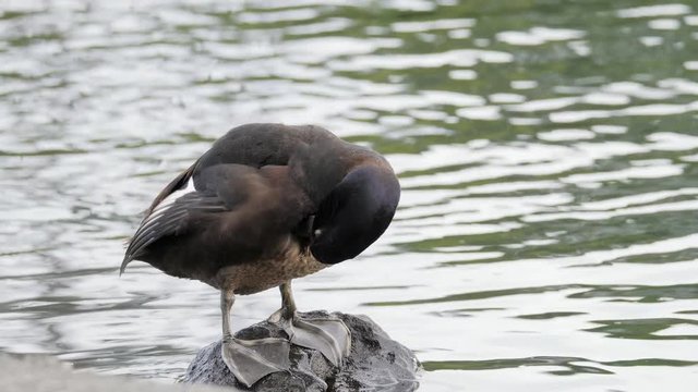 Male New Zealand Scaup duck preening feathers