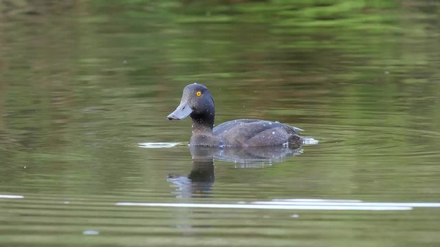 Wary duck dives underwater to escape predator