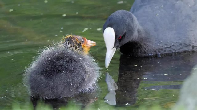 loving parent feeds baby coot bird