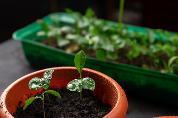 Seedlings in pots on the table. Background image. Copy space.