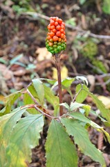 マムシグサの実