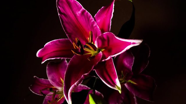 Red Lily opening on black background