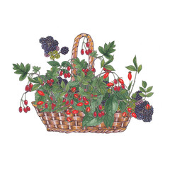 Watercolor illustration of basket with berries.