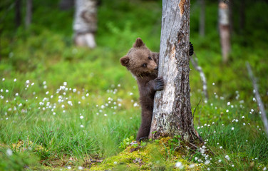 Bear cub up on its hind legs. Bear Cub of Brown bear  in the summer forest. Scientific name: Ursus Arctos Arctos. Natural green Background.