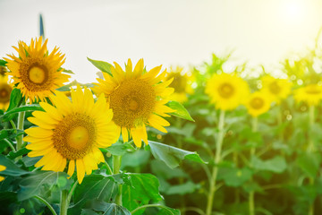 Field of many sunflowers in green leaves. Summer colors