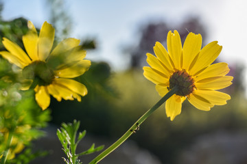 flowers against the sky, yellow daisies