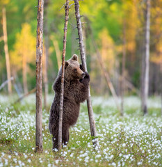 Bear standing on his hind legs  on the swamp. Ursus Arctos ( Brown Bear)