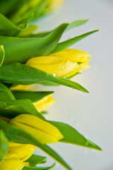 Close-up of a yellow Tulip Bud with water drops. Side view, space for text, white background