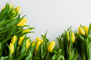 Close - up of an armful of yellow tulips with water drops. The view from the top, place for text, white background