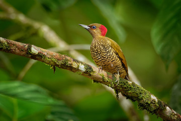 Rufous-winged Woodpecker - Piculus simplex bird in the family Picidae,found in Costa Rica, Honduras, Nicaragua, Panama