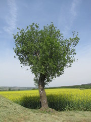 Fototapeta na wymiar arbre ciel champs colza