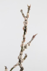 ハナミズキの枝に寄生しているカイガラムシ