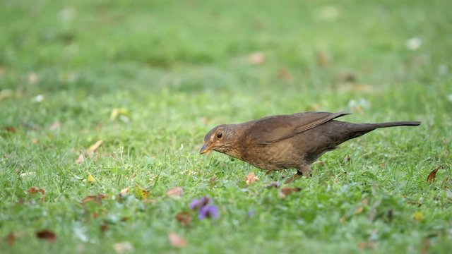 Female blackbird feeding looking for worms on green grass