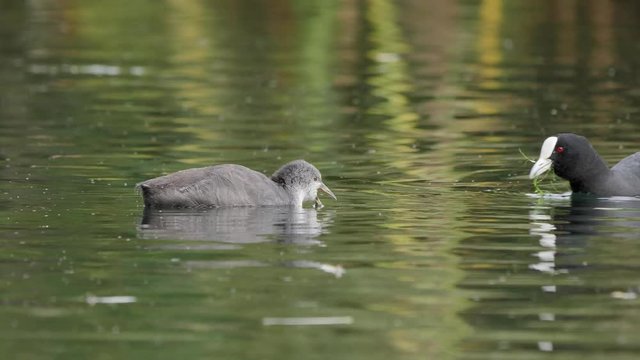 Attentive parent feeds baby coot bird
