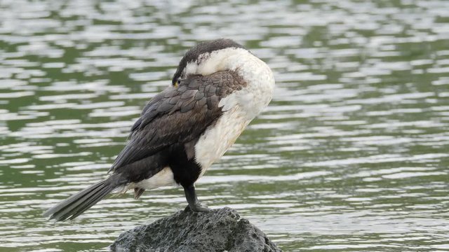 Pied shag aka cormorant bird perched on a rock sleeping