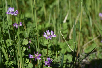 Chinese milk vetch