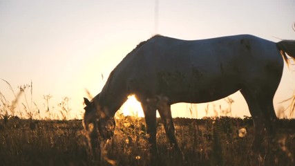 Beuatiful horse eating grass in a boundless field at wonderful sunset in slo-mo