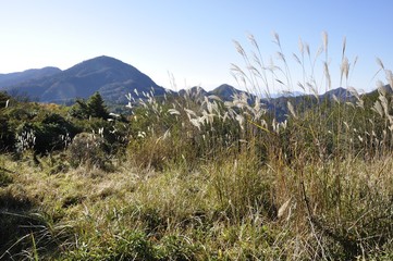 Fototapeta premium 袖平山のススキと蛭ヶ岳