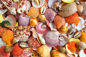 Seashells as background, sea shells collection