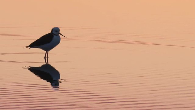 silhouette of a pied stilt bird in golden sunlight reflected in water at sunrise