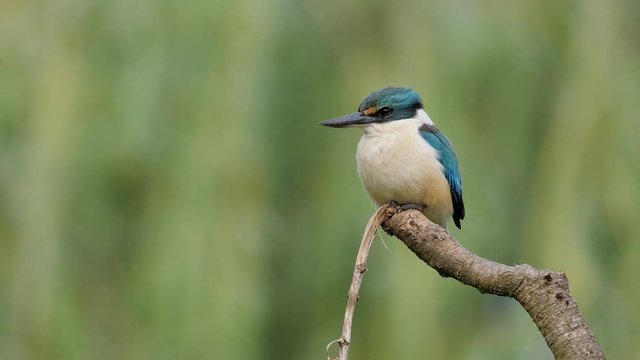 Adult sacred kingfisher in New Zealand perched on branch with copy space