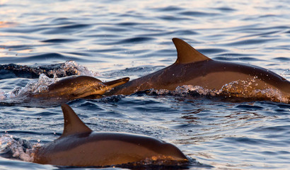Diving dolphins in the sea at Lovina, Bali