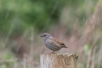 DUNNOCK ON STUMP
