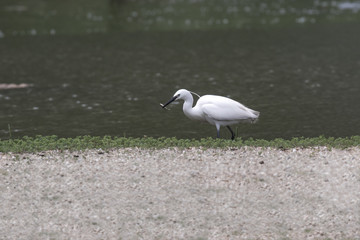 EGRET WITH FISH