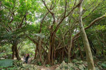 Naklejka premium 森のガジュマル