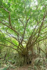 森のガジュマル