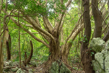 森のガジュマル