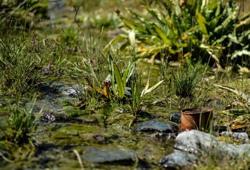 stream in the forest