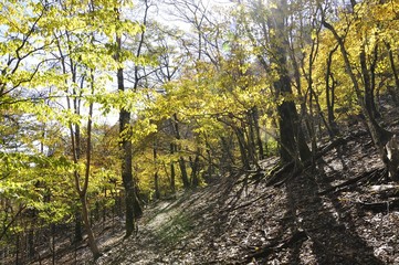 蛭ヶ岳 紅葉の森