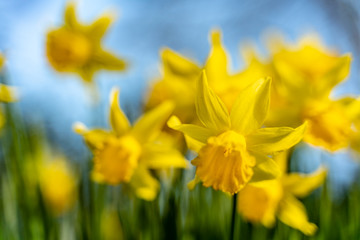 Background of blur blooming daffodils against blue sky in the spring