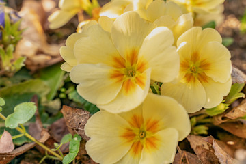 Obraz na płótnie Canvas Flowers of Pansy in a garden bed in full bloom. Yellow pansies represent happiness or a bright disposition which is ideal for spring