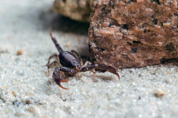Scorpion creeps on the sand close up