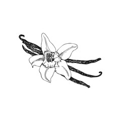 Vanilla. Vanilla pods and flower isolated on white background. Hand drawn sketch vector illustration.