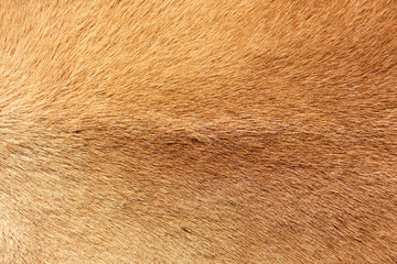 Reindeer fur background texture. Natural material pattern.
