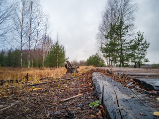 Empty Countryside Landscape in Swamp with Few Logs in Foreground