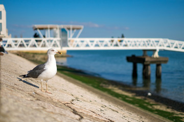 Seagull on the shore against natural blue water background a staring at the camera