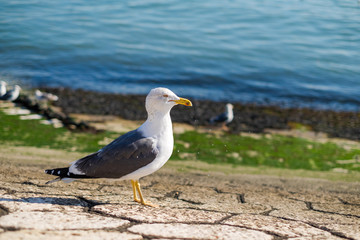 Seagull on the shore against natural blue water background a staring at the camera