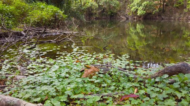Pan shot of lake and forest in Hong Kong Hok Tau Reservoir.