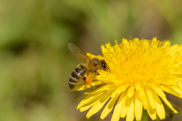 Biene sammelt Honig auf der gelben Blüte des Löwenzahns - Honigbiene mit Pollen