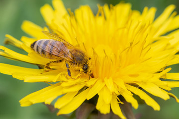 Biene sammelt Honig auf der gelben Blüte des Löwenzahns - Honigbiene voll gelben Pollen