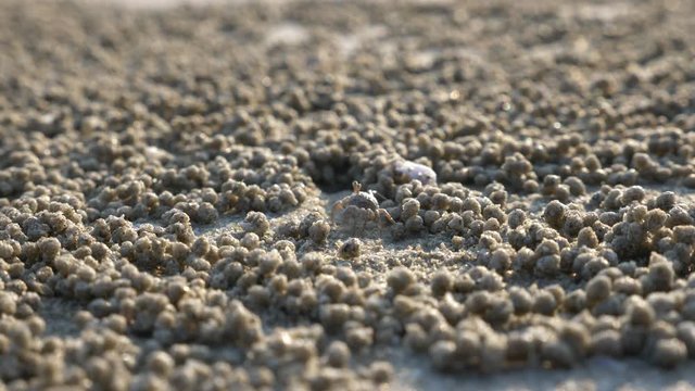 Sand Bubbler Crabs Making Sediment Balls on a Thai Beach