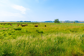 Fototapeta na wymiar Cattle grazing on green meadow near Middelhagen village in countryside spring landscape, Ruegen island, Baltic Sea, Germany