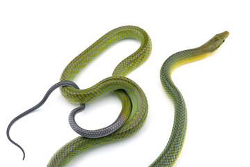 The red-tailed green ratsnake isolated on white background